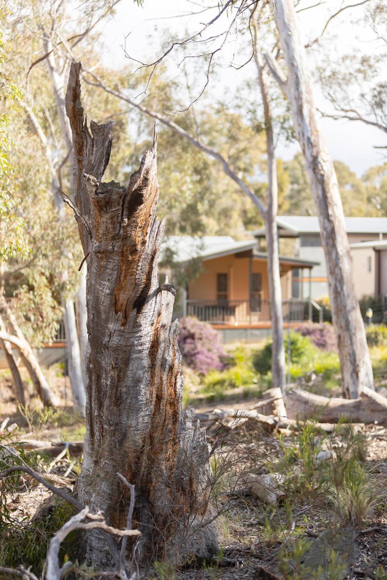 Alivio Tourist Park Canberra Zewnętrze zdjęcie